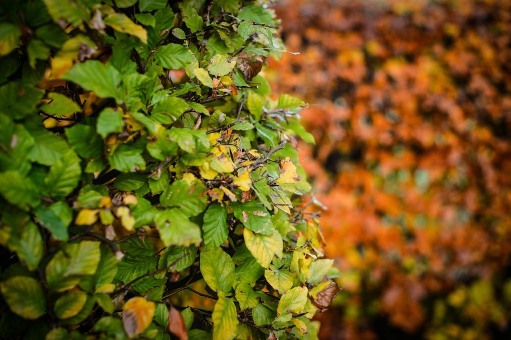 Beech hedge with a green and yellow leaf about to turn in autumn and behind a brown and orange hedge with leaves still on.