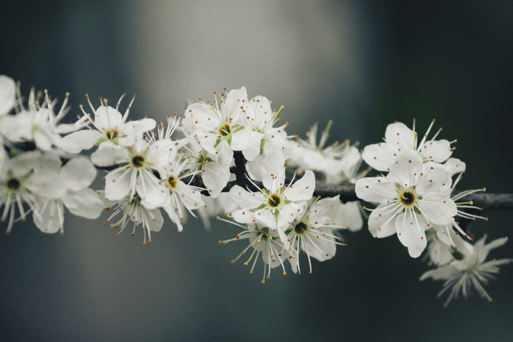Blackthorn in bloom with white flowers.
