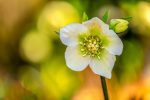 Christmas rose in bloom.