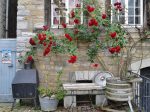 Climbing rose in bloom with red flowers.