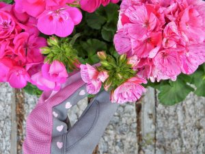Geraniums being tended by a gloved hand.