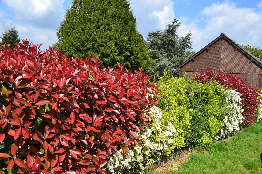 A mixed hedge with a variety of different coloured plants.