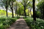 Cow parsley around trees and a path.