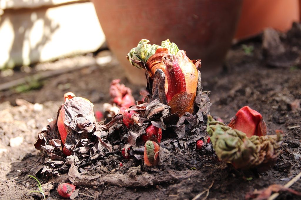 Rhubarb sprouting in spring.