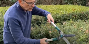 Ken cuts a yew hedge with shears.