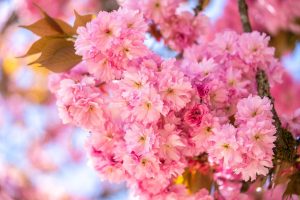 Japanese cherry blossom in bloom with bright pink flowers.