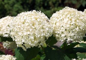 White hydrangea flowers.