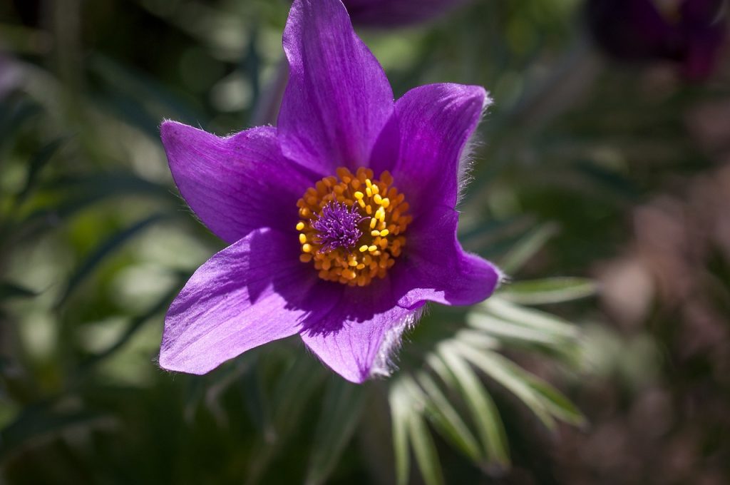 Common pasque flower.