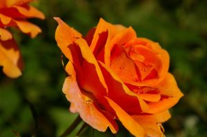 A rose in bloom with an orange flower.