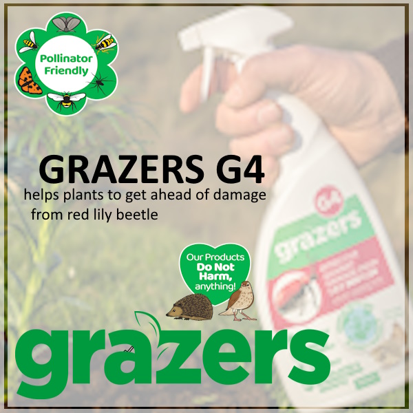 Grazers G4 spray helps prevent damage from red lily beetle