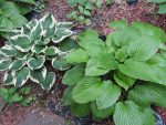 Two types of hostas.