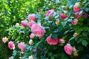 A rose bush with pink blooms.