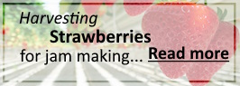 Harvesting strawberries for jam making. Read more.