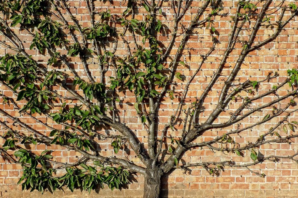 Espalier fruit tree growing was popular in Victorian walled kitchen gardens