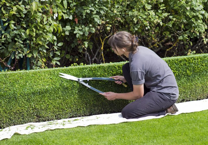 Clipping box hedging with shears.