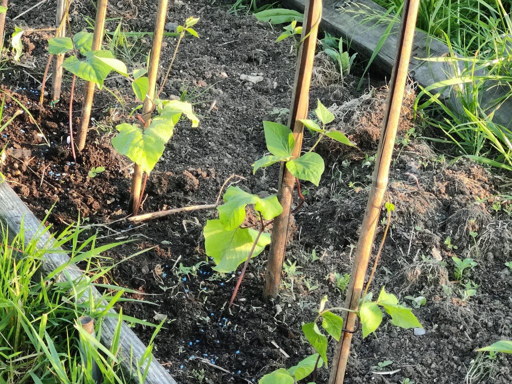 Runner beans growing up canes in a vegetable garden.