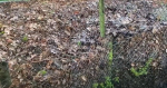 Leaf mould in a compost heap.