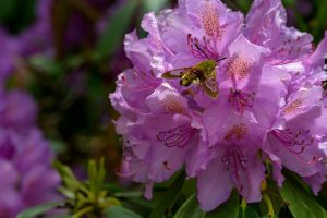 Rhododendron ponticum with bright pink blooms.