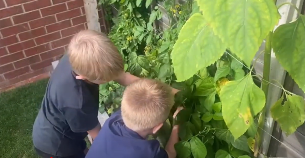 Two children pick vegetables in their garden.