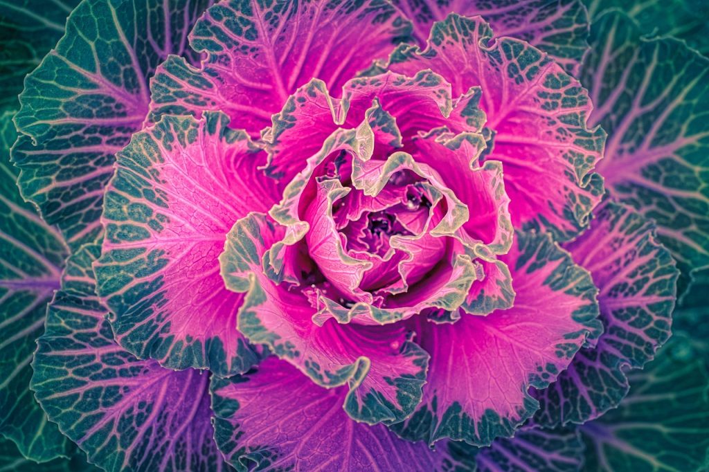 Ornamental cabbage centre with bright colours.