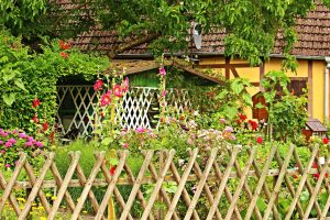 English cottage garden in bloom with hollyhocks.
