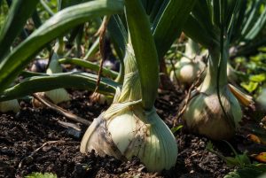 Large white onions growing in a bed.
