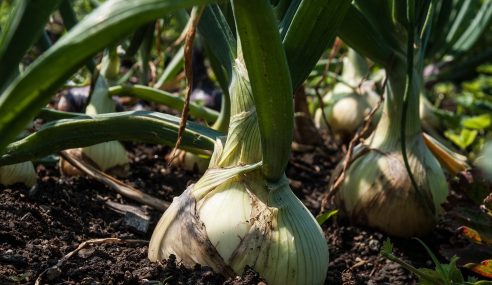 One of the best allotments you’ll see online: Andrew Tokely’s vegetable allotment tour