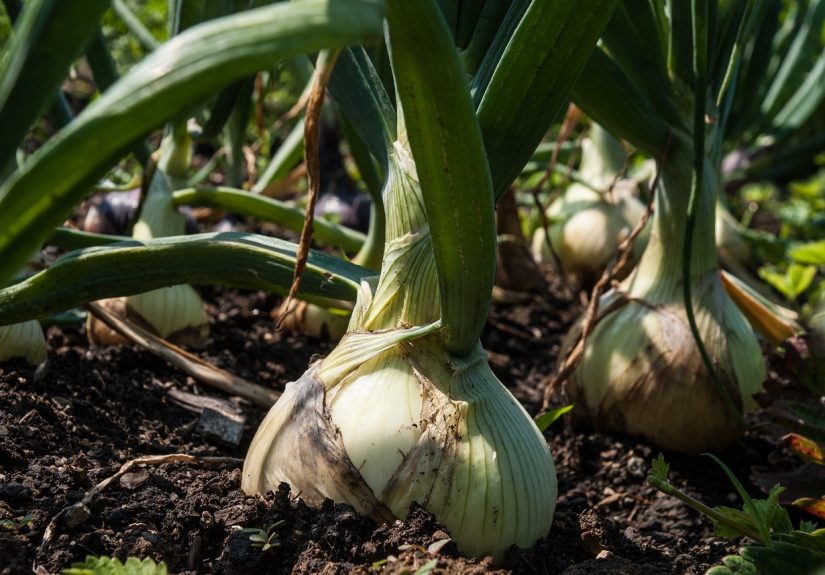 Large white onions growing in a bed.