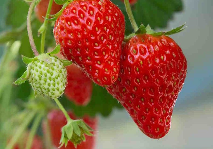 Strawberries growing in a high rise system.