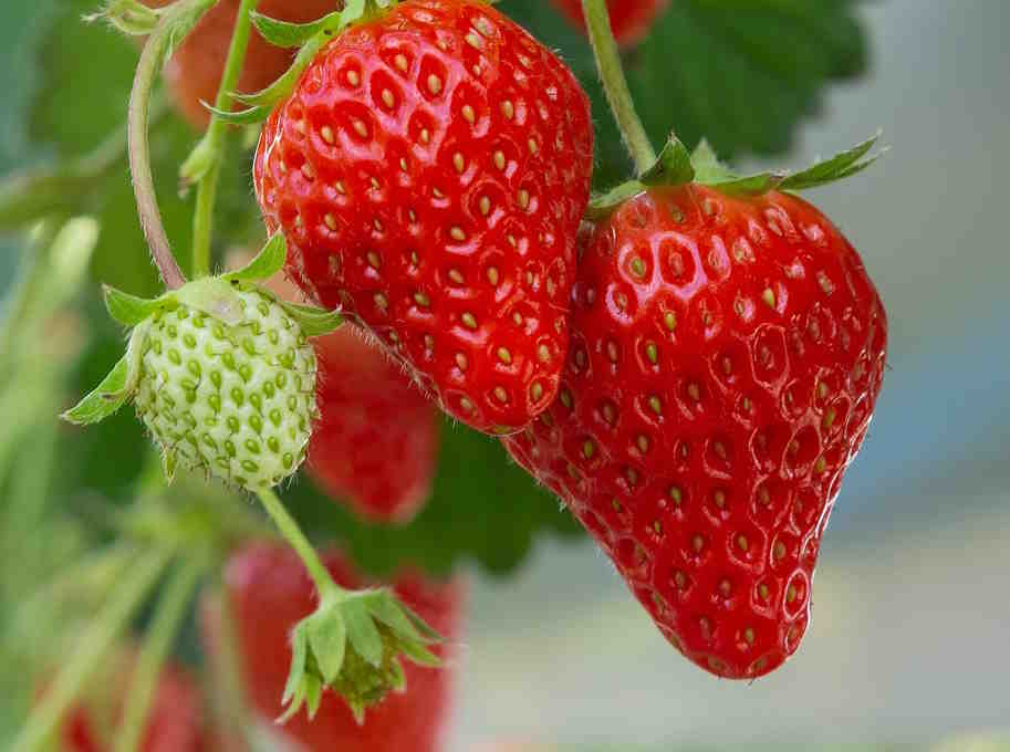 Strawberries growing in a high rise system.