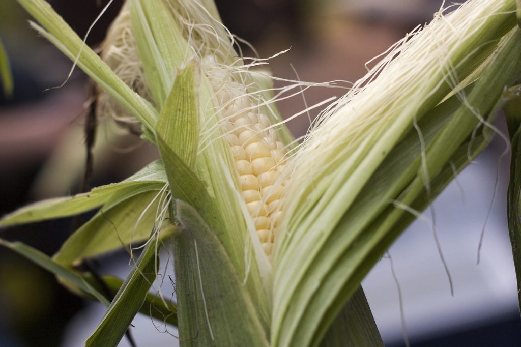 A ripe sweetcorn cob on the plant.