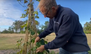 Ken collecting runner bean seeds.