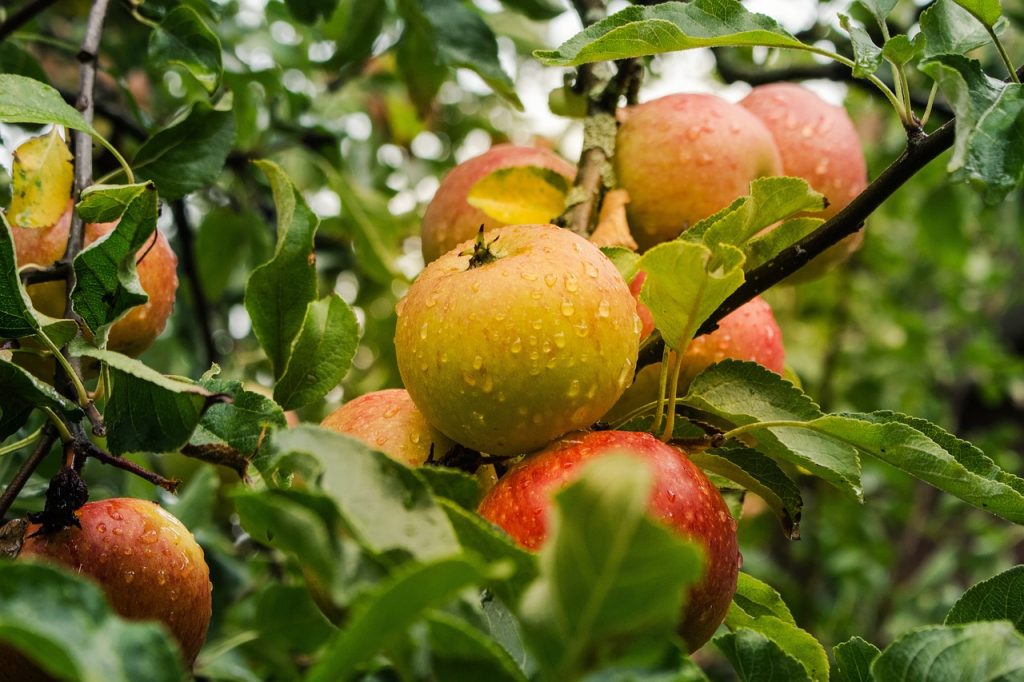 Apples ripe and on the tree.