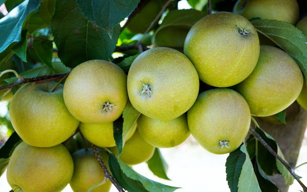 Apples on a tree.