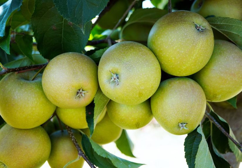 Apples on a tree.