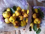 Picked quince fruit in a basket.