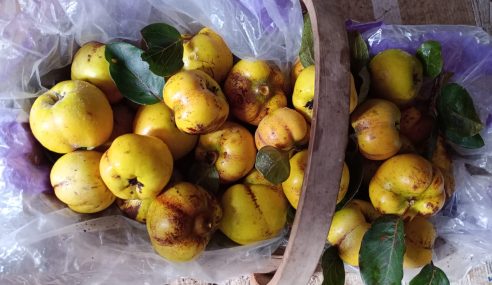 Tim’s allotment – Quince harvesting