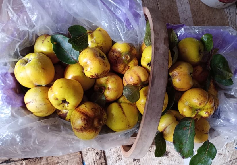 Picked quince fruit in a basket.