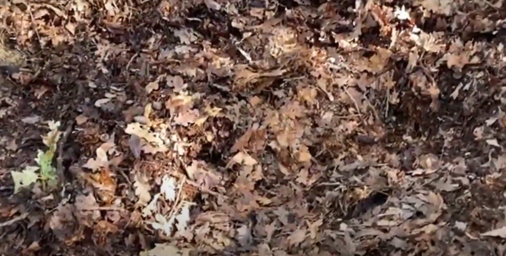 Leaf mould on a compost heap.