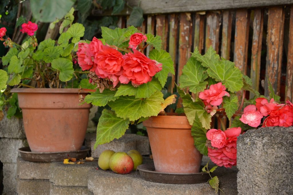 Pink begonias in pots.