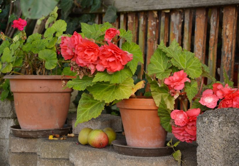 Pink begonias in pots.