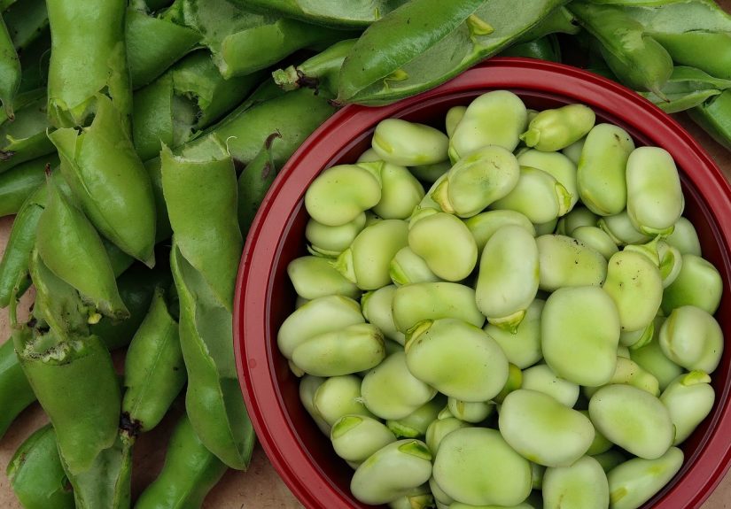 Broad beans picked and discarded pods.