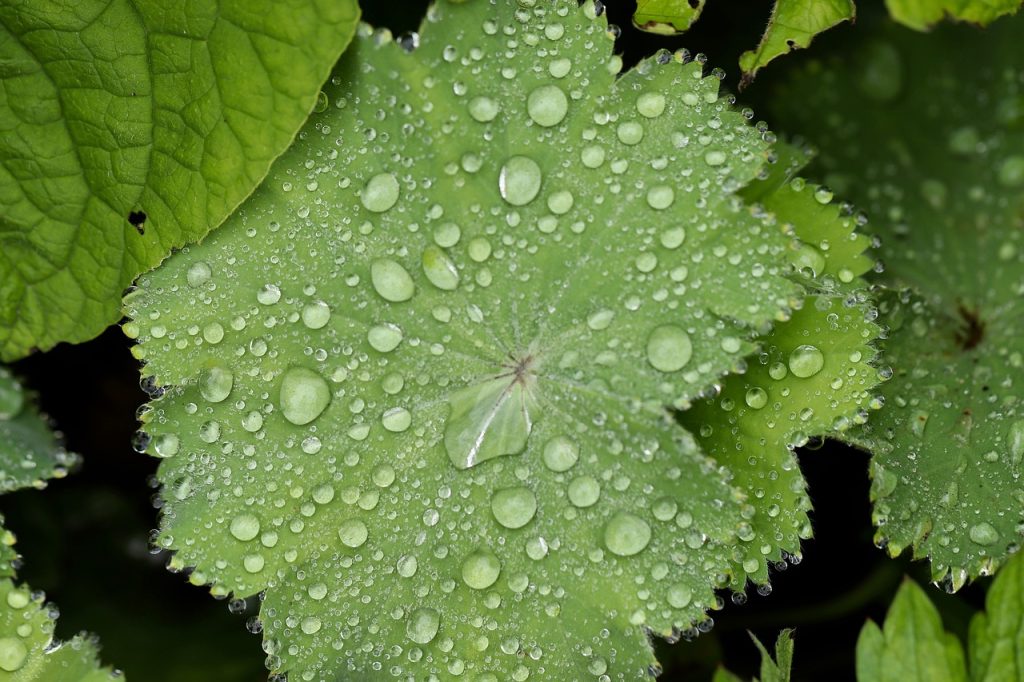 Acmella mollis with water on the leaves.