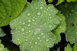 Acmella mollis with water on the leaves.