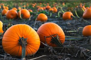 Pumpkins grown in a field ready for picking.