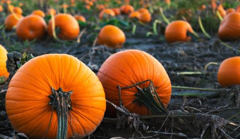 Find a pumpkin patch in Essex during October 2024