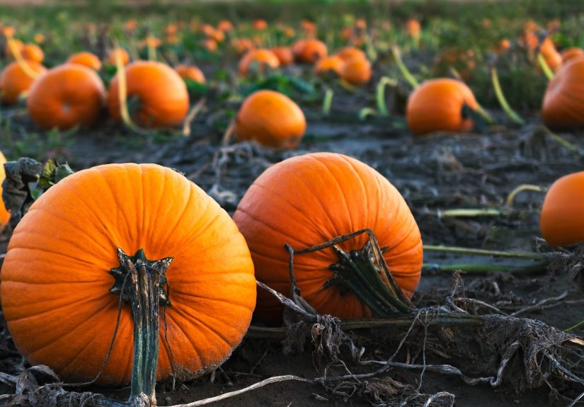 Pumpkins grown in a field ready for picking.