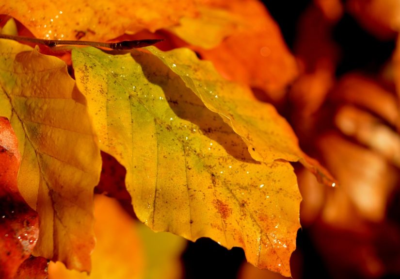 An orange beech leaf ready to drop.