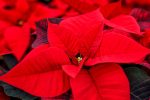 A poinsettia with red leaves in a pot.