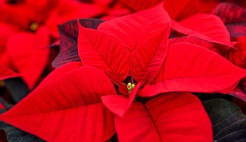 Make your poinsettias get red leaves again in time for Christmas